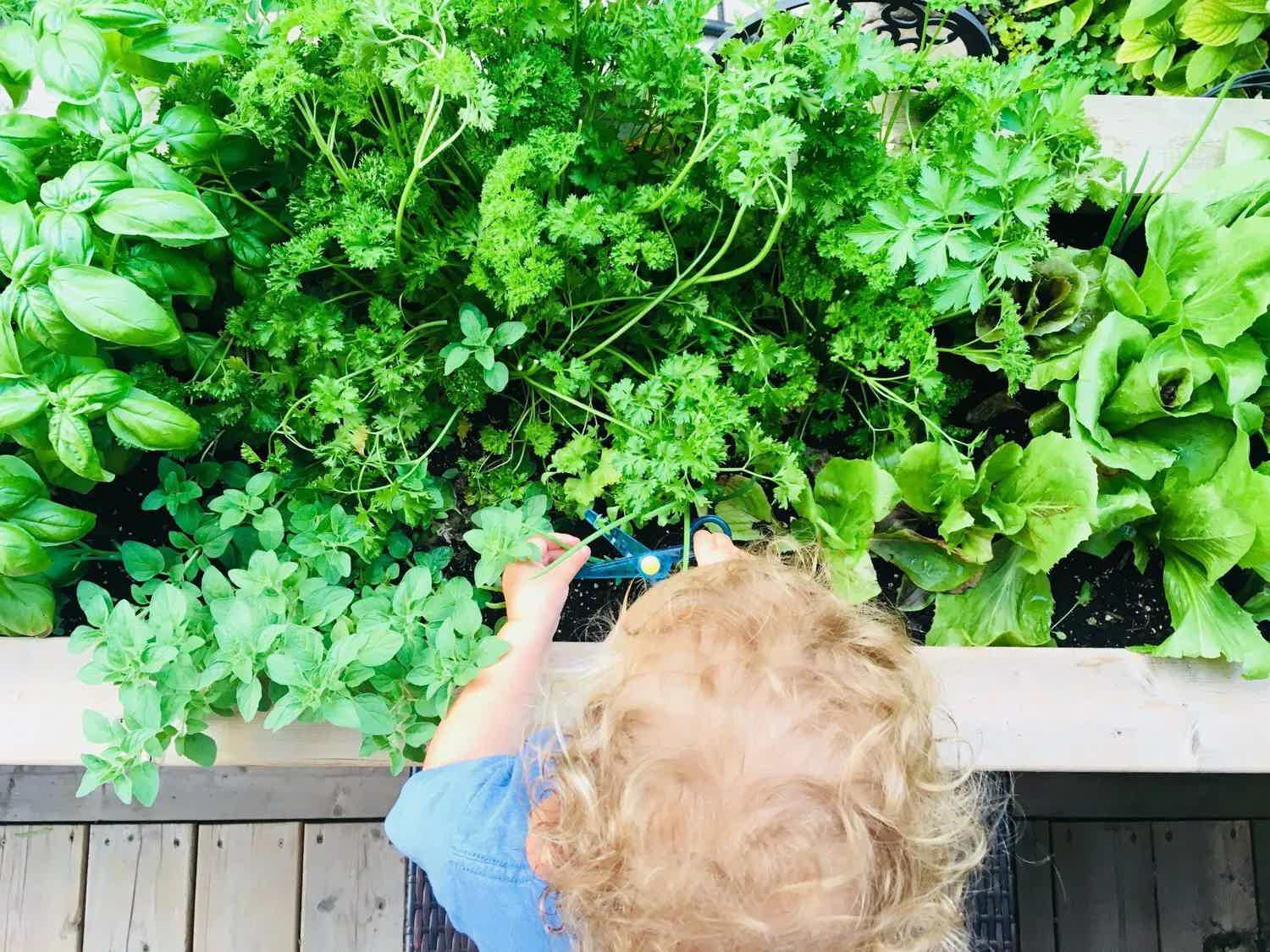 Dairy-Free Basil Pesto