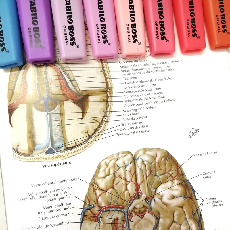 atlas d'anatomie humaine Netter
