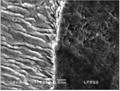 Figure2_Beveled direct composite restoration exhibiting gap-free cervical margin after 180 days