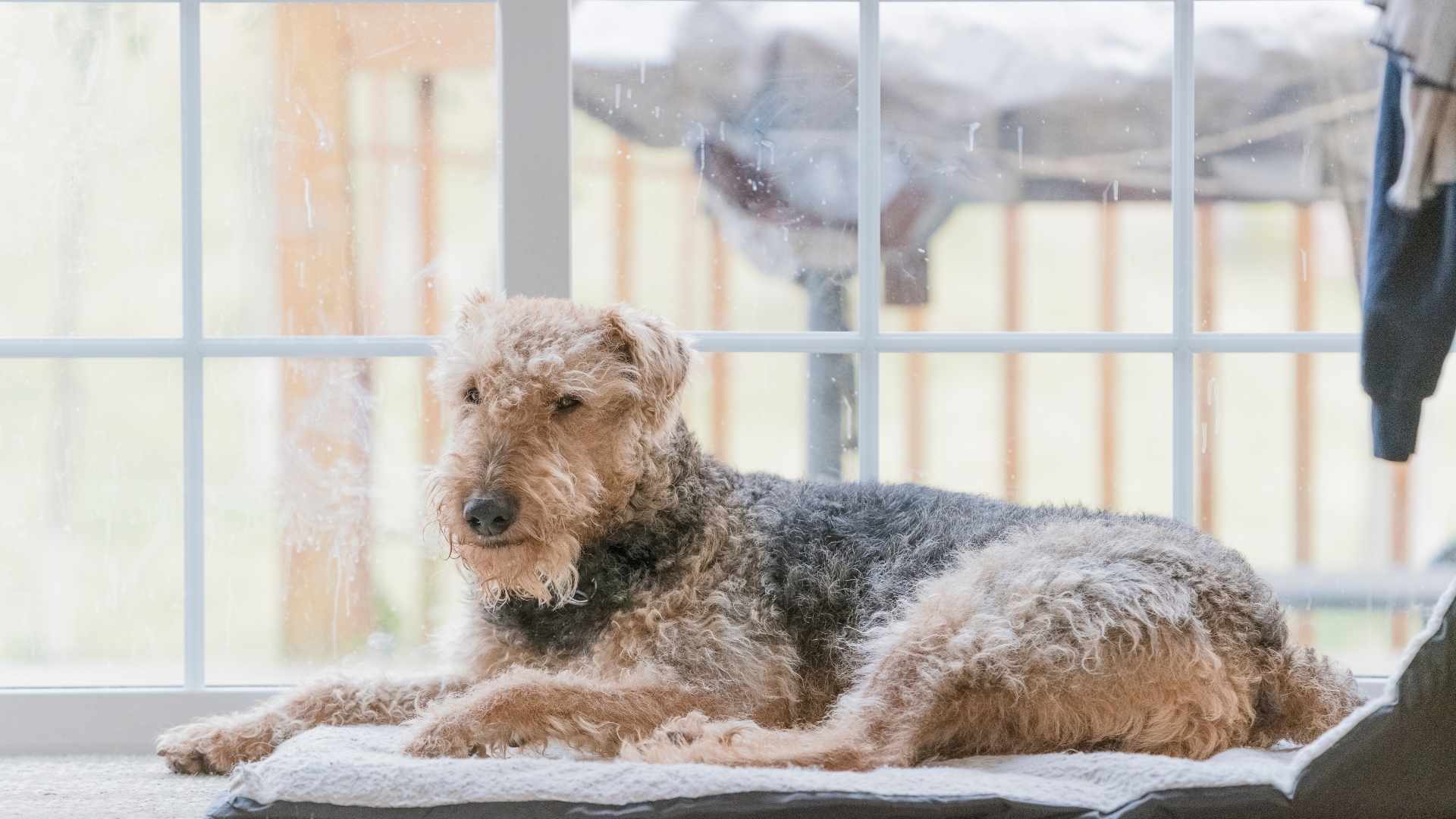 Heller Hund mit langem Fell liegt lustlos auf Steinen.