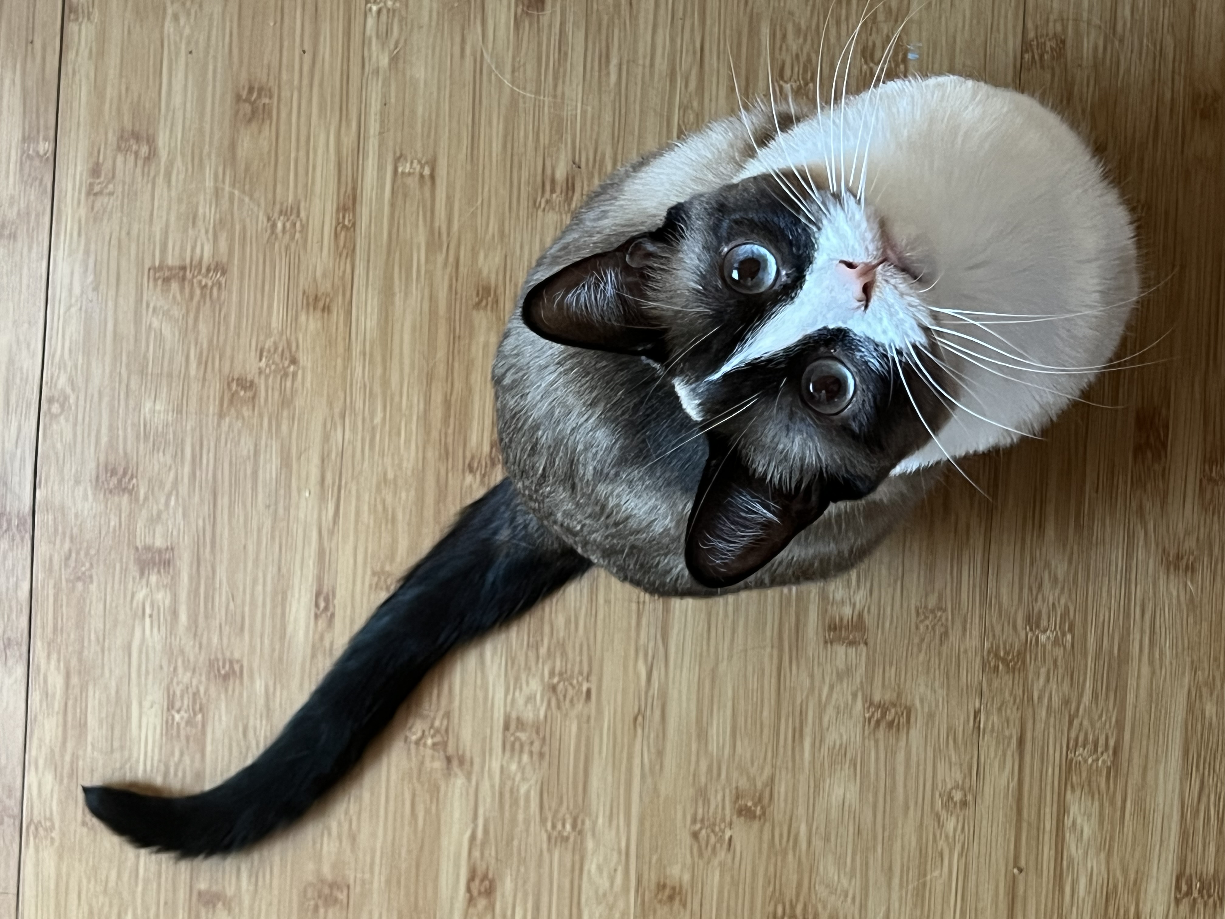 Mochi Love