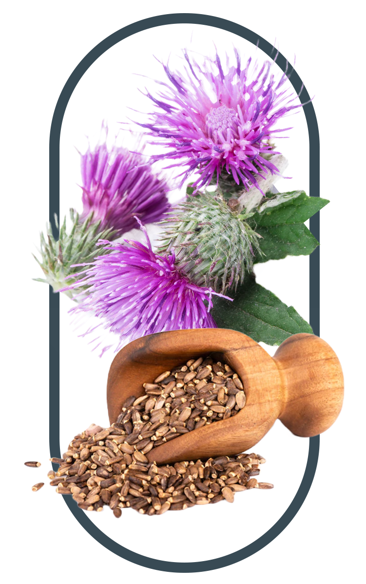 Milk thistle used in the best Multivitamins for men