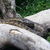 LeSnake