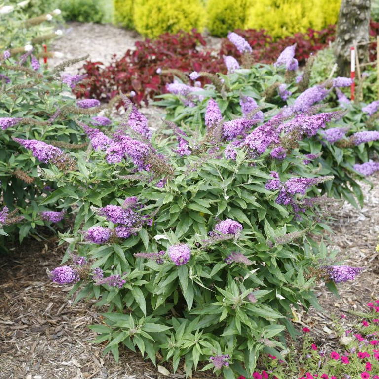 Pugster Periwinkle butterfly bush garden with large purple flowers