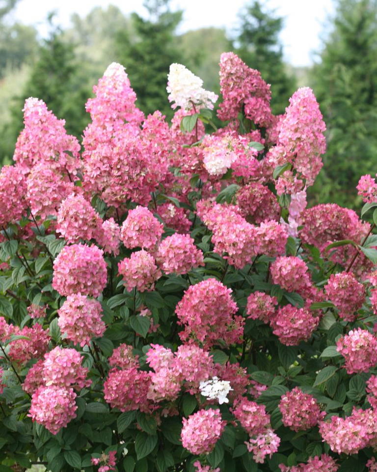 Large green Limelight panicle hydrangea flowers in a summer garden