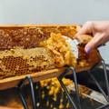 scraping-beeswax-from-honey-comb.-at-gypsy-shoals-farm
