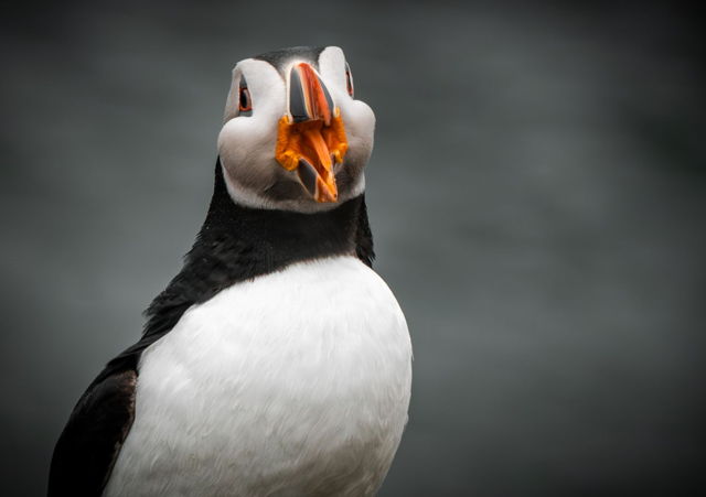 My Summer With the Puffins of Elliston