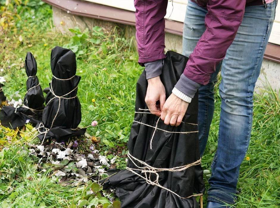 wrapping-plants-in-frost-cloth