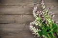Clary Sage as carminative