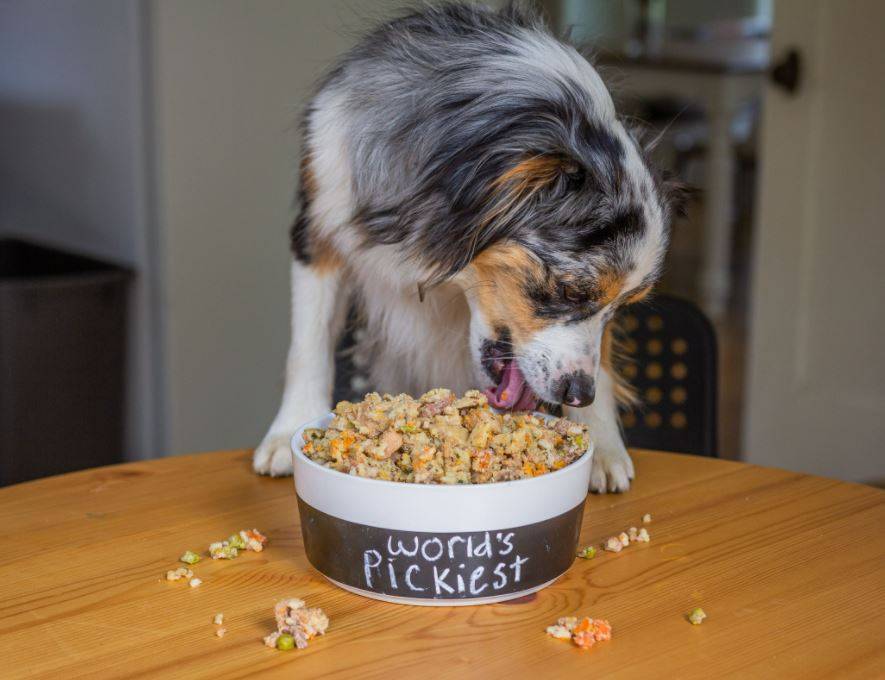 A picky dog eating a bowl of Rosie's Beef N' Rice dog food meal mixers.