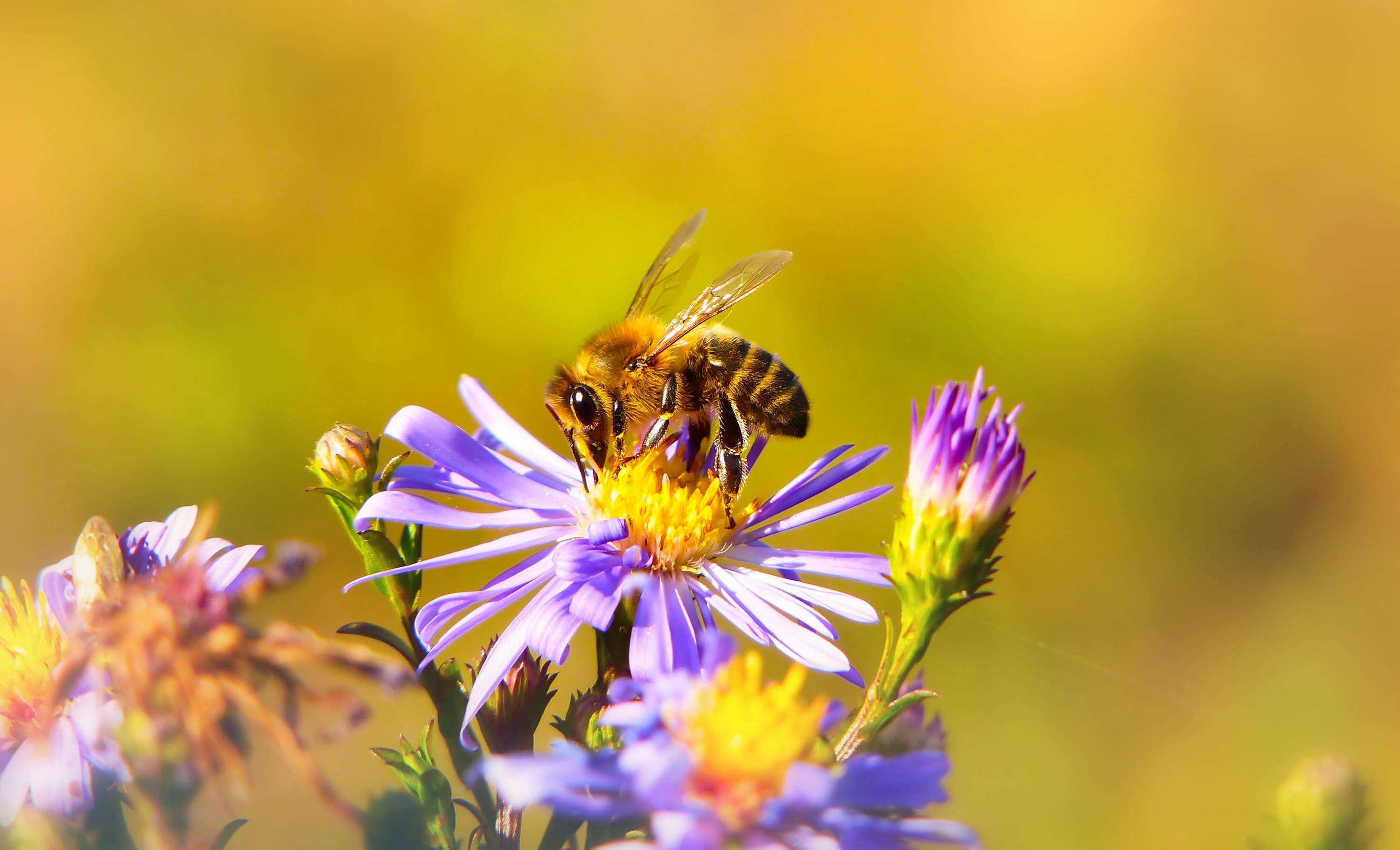 ape posata su un fiore viola. Foto scattata con una fotocamera mirrorless. Ottima qualità