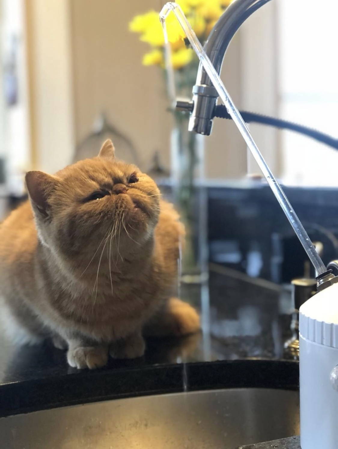 Cat looking at diverter valve of AquaPurr installed at sink