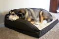 Senior dog with arthritis sleeping in a memory foam dog bed