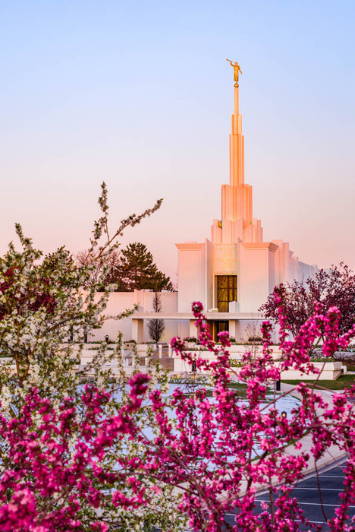 Pink blossoms fanned out in front of the Denver TEmple.