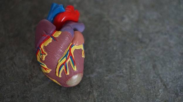  Anatomical Heart