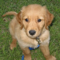 People assume Redtail was named after a hawk or a beer, Redtail was actually named after this dog, Tucker.
