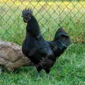 gypsy_shoals_farm_ayam_cemani_rooster