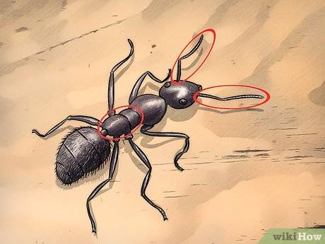 how ants carpenter look+like