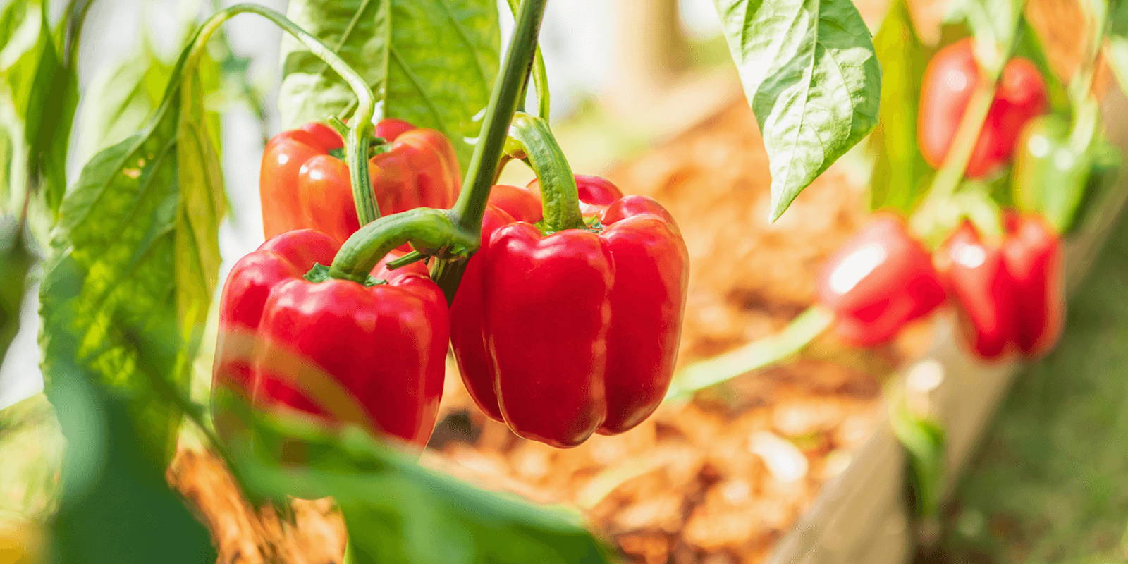 Red Bell Pepper Nutrition Facts, Recipes, and More - ZENB