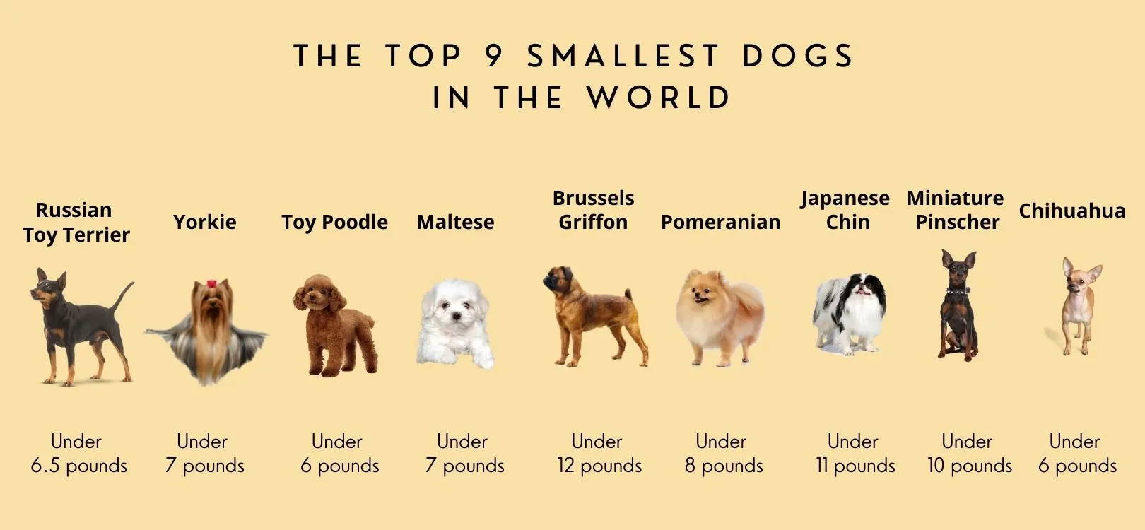 the 9 smallest dogs in the world