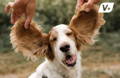 Dog with his floppy ears held up by two hands