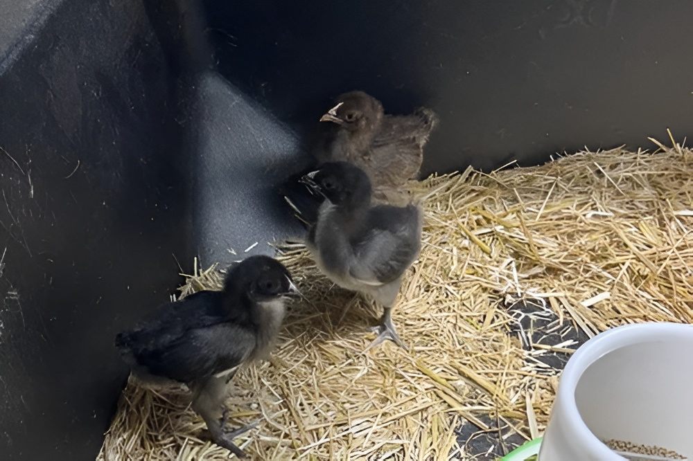 Mini Munchers Petting Zoo Voucher - Image 3