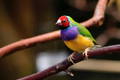 Gouldian Finch perched on a twig in the wild