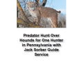 Bobcat and/or Coyote hunt with Walker Hounds for One Hunter in Pennsylvania