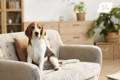 Beagle sitting on an armchair in a living room