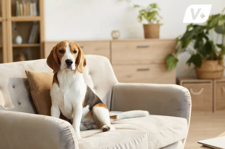 Beagle sitting on an armchair in a living room