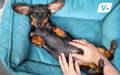 Dog laying on her back getting a belly rub