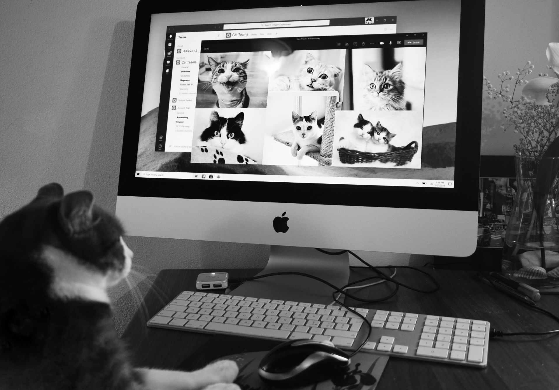 Cat sitting at a computer staring at a screen with 7 cats on it
