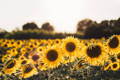 Sunflowers in a meadow during the day 