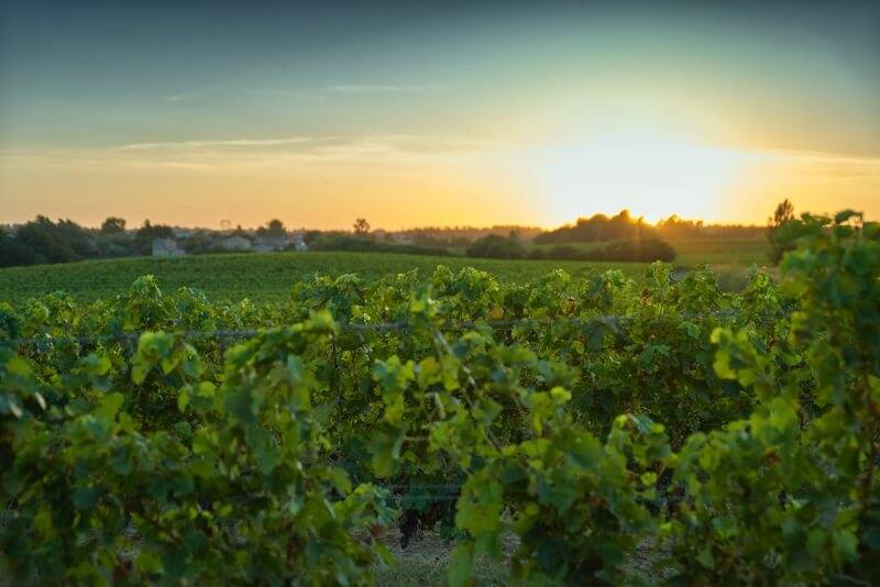 Picture of sunset in the vineyard from Chateau Puybarbe