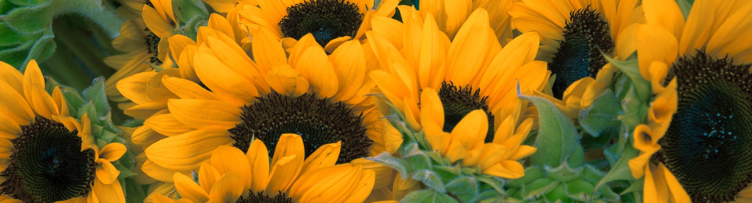 a field of sunflowers - Ukraine's national flower