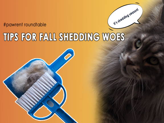 Pet Shedding Season Survival Guide: 3 Practical Tips and Solutions for Pet Owners