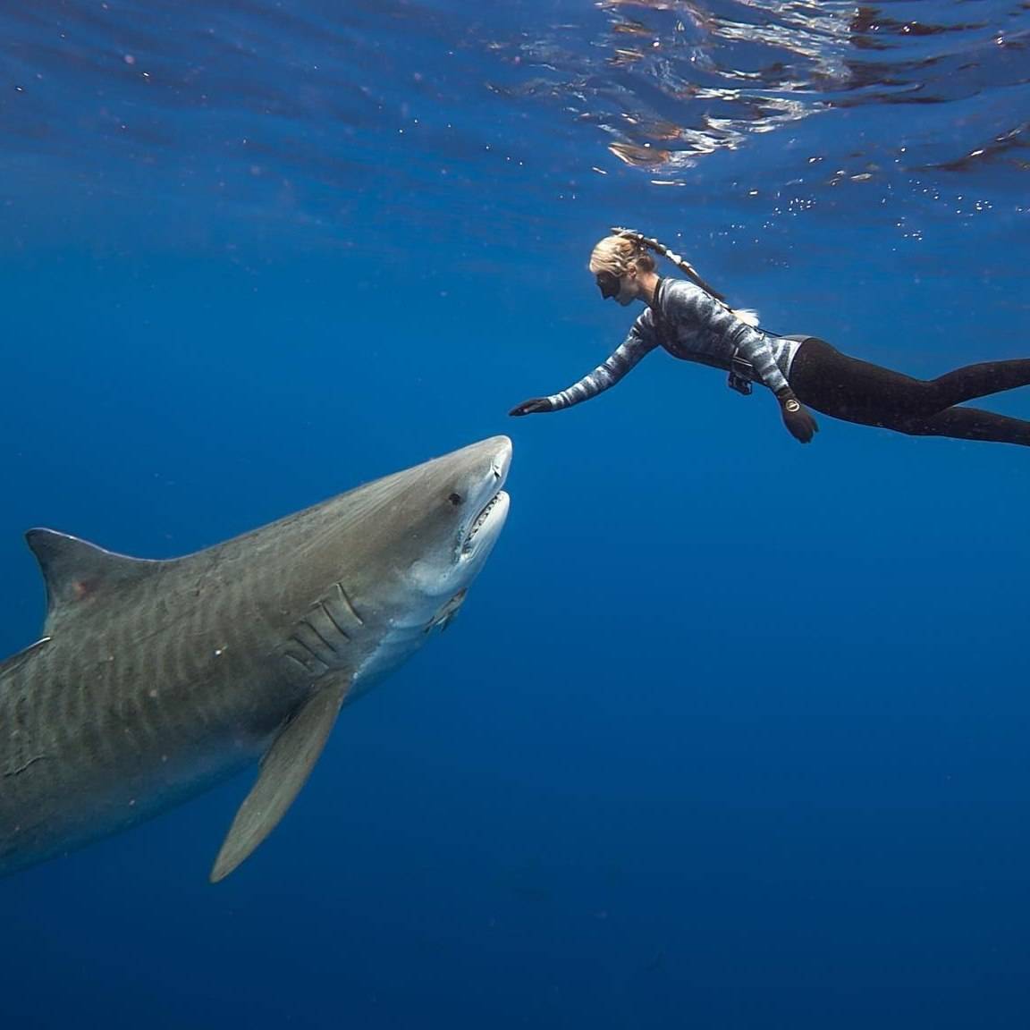 Discover the truth about the ecosystem with ocean sharks and help end the war on sharks with Ocean Ramsey
