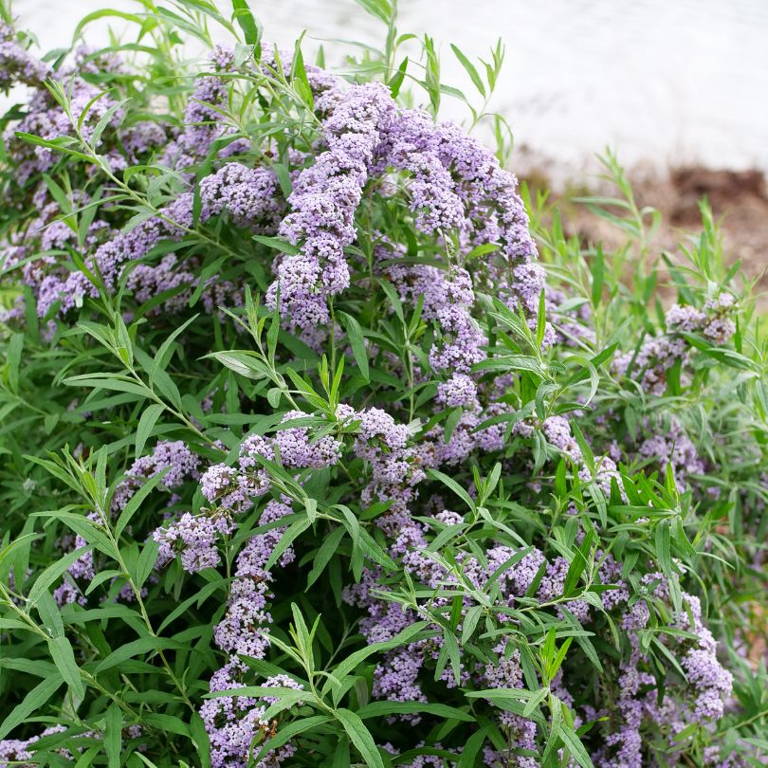 Weeping butterfly bush flowers