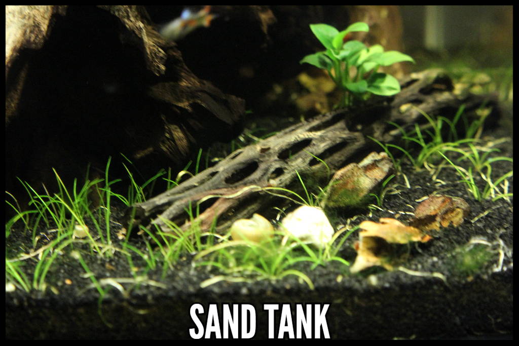 Sand Aquarium