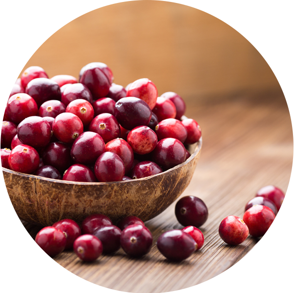 Leeks as a source of Prebiotics in the best probiotics in singapore