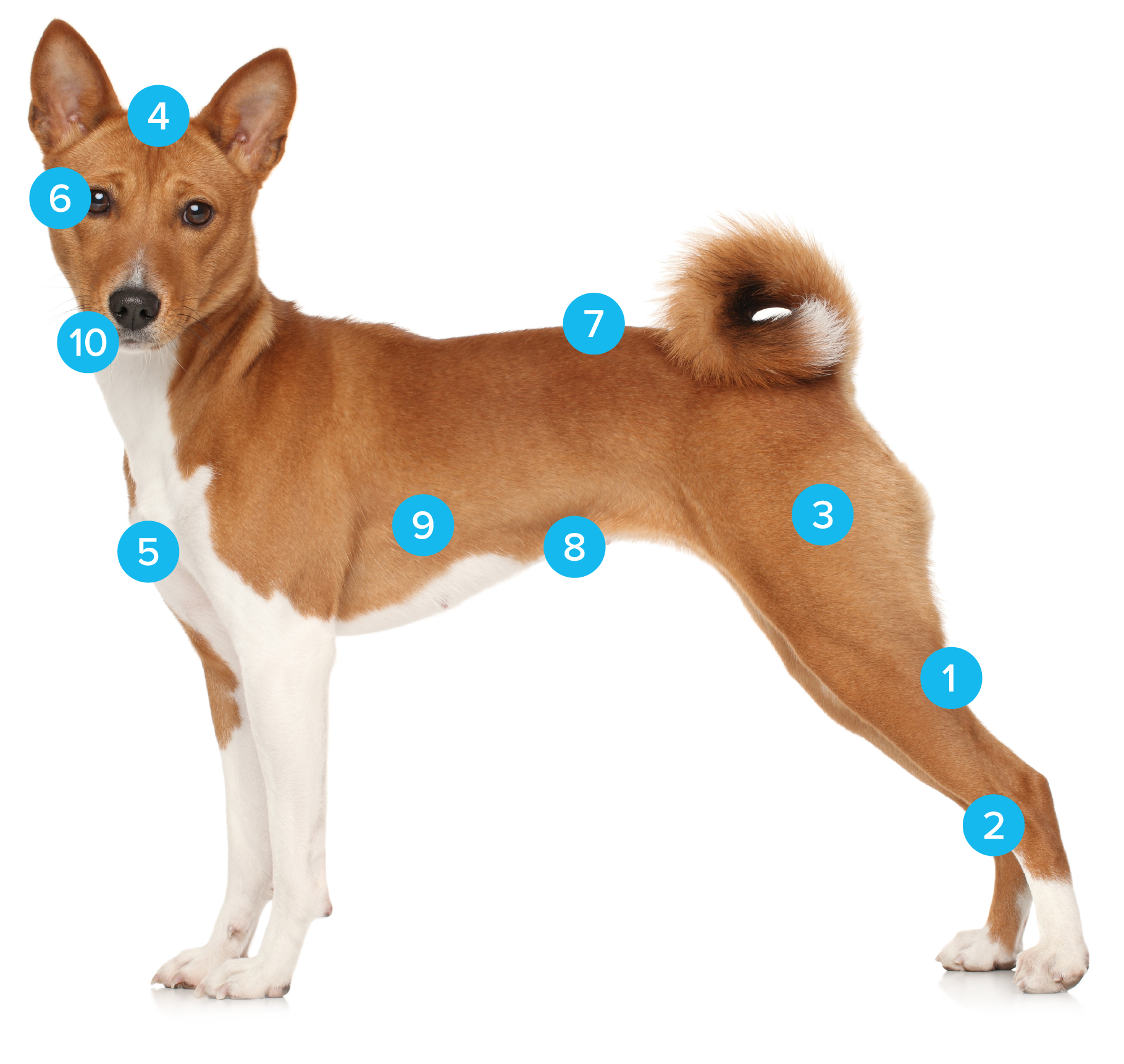 Full body profile of a tan and white dog with number icons identifying different body parts supported by Vetnique products.