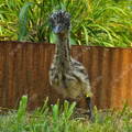 gypsy-shoals-farm-emu-chick-plants-background