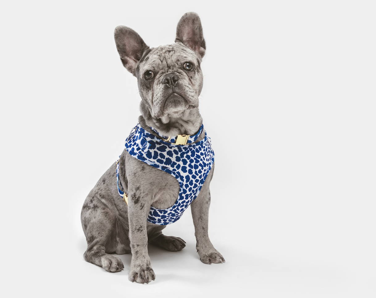 chest harness for french bulldogs
