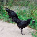 ayam-cemani-chicks-gypsy-shoals-farm-alabama-us-breeder