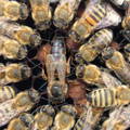 queen-honey-bee-with-worker-bees