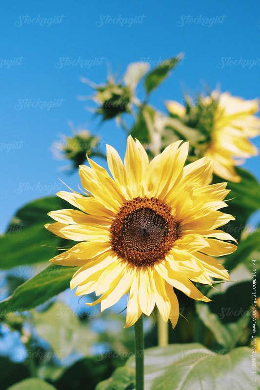 blue sky and sunflowers