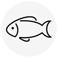 Fish signifying EPA and DHA found in the best fish oil supplements singapore