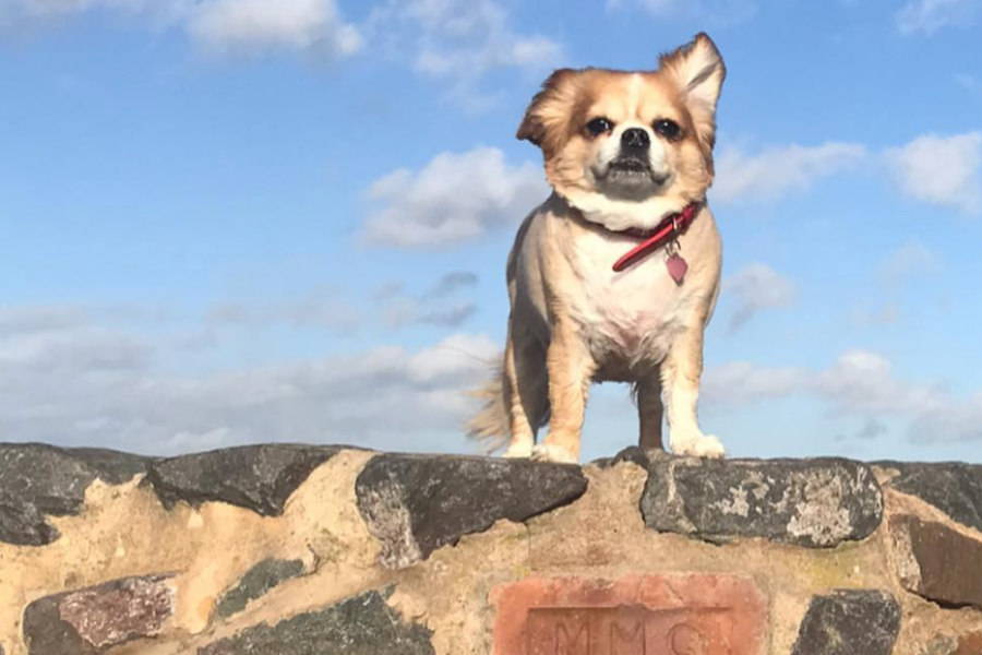 chilier dog for adoption