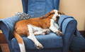 alt="Overweight Basset Hound dog lounging on an armchair"