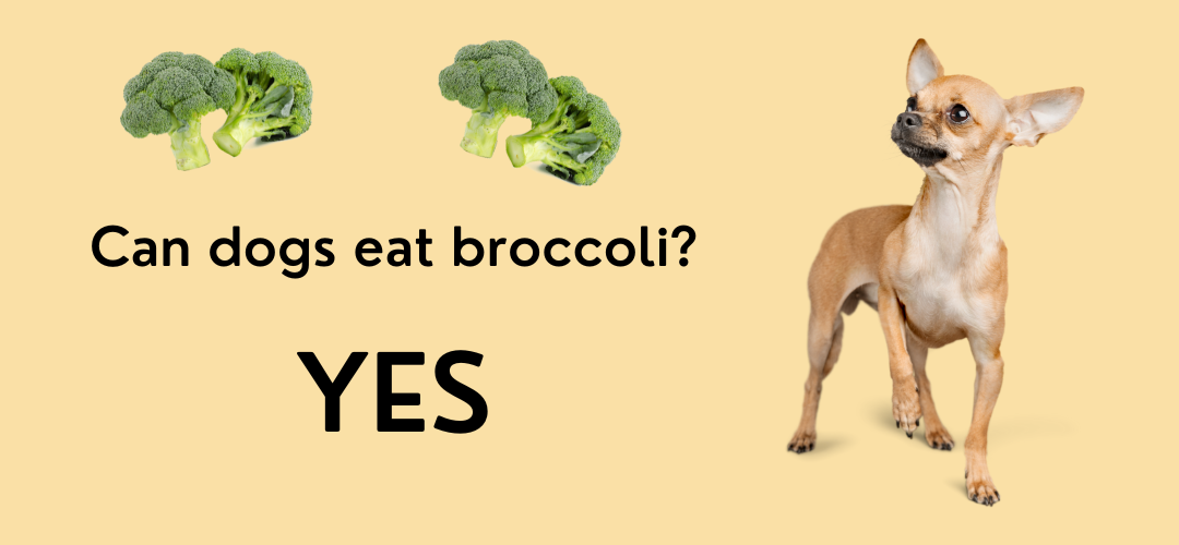are broccolis bad for dogs